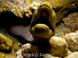 Lets see some teeth. A Giant Moray (gymnothorax javanicus... by Marko Perisic 
